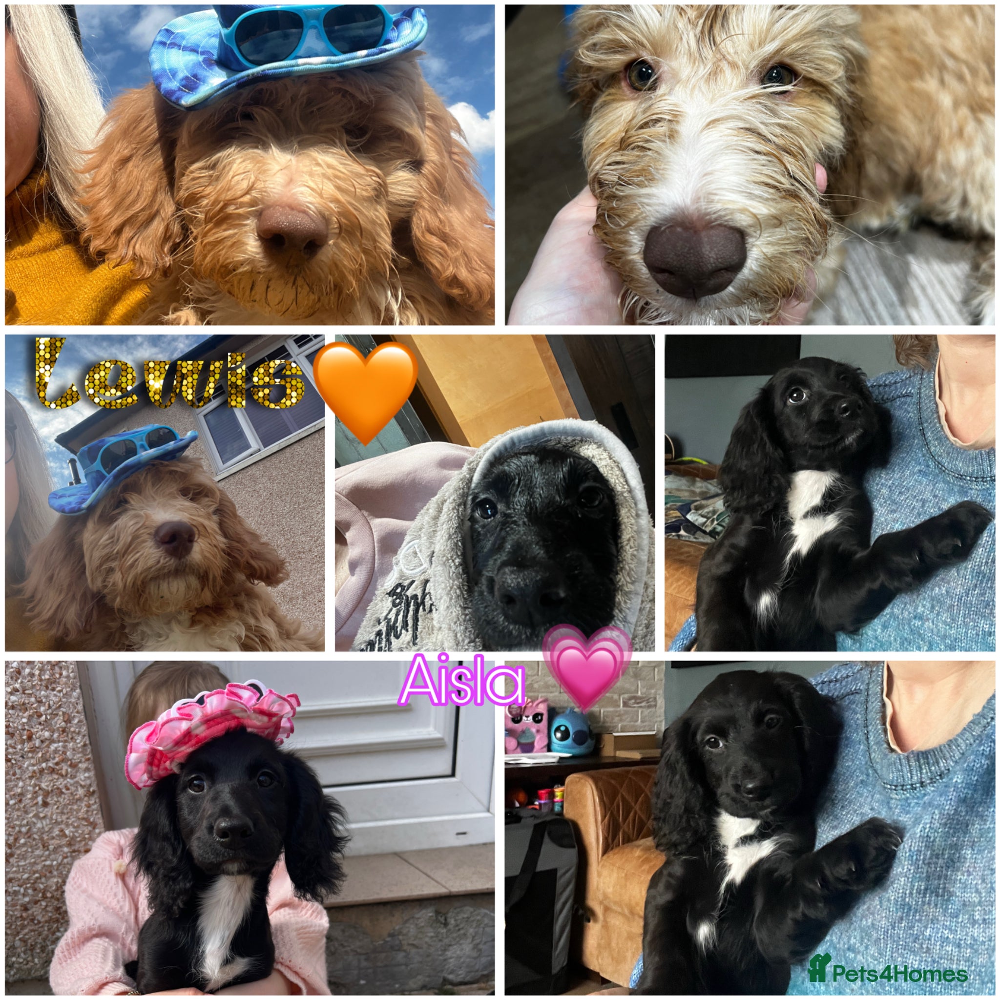 Sproodle dogs Reduced priceDNA tested Sproodle Puppies ready now - Advert 2