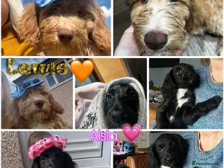 Sproodle dogs Reduced priceDNA tested Sproodle Puppies ready now - Advert 3