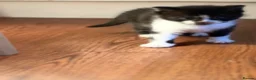 Mixed Breed cats for sale: British shorthair - Advert 9