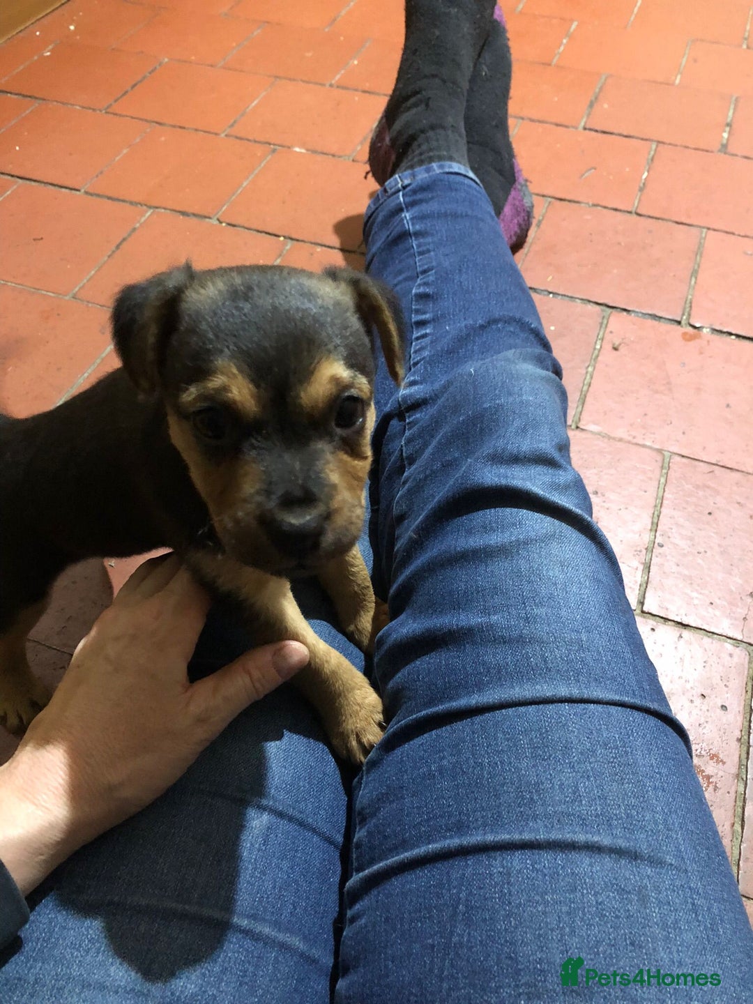 Jack Russell dogs for sale: Black and Tan Jack russle puppies  - Advert 4