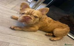 French Bulldog dogs for sale: Visual Fluffy 🧶 New Shade Frenchies 💎  - Image 26