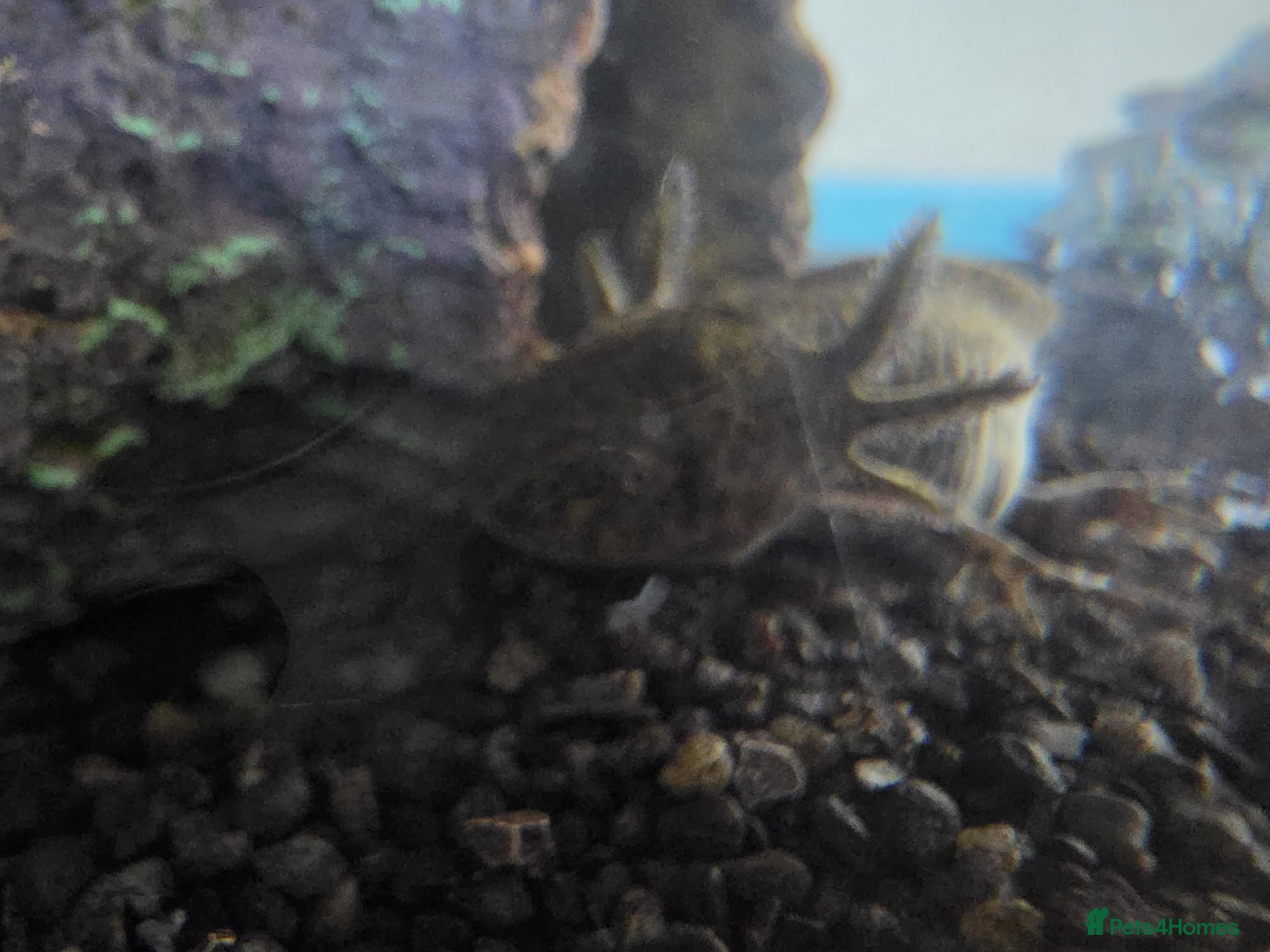 Axolotl reptiles 1 male 1 female  - Advert 1