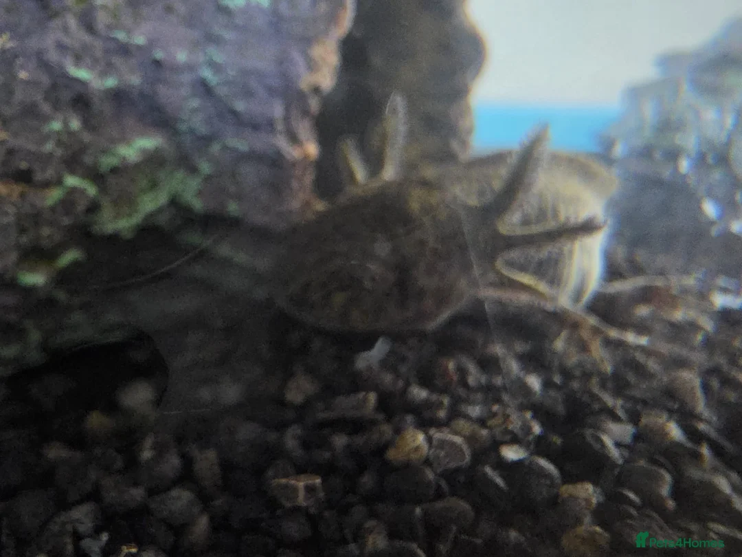 Axolotl reptiles for sale: 1 male 1 female  - Advert 1