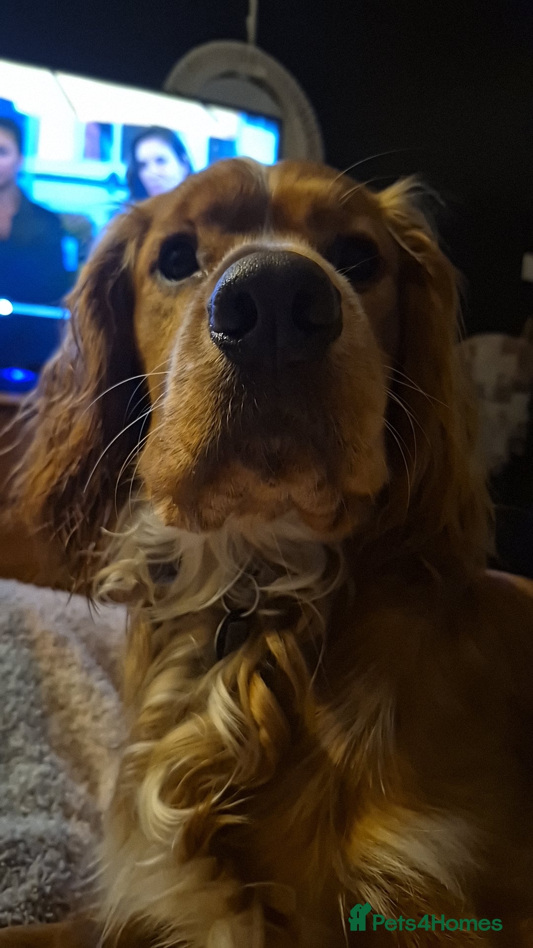 Cocker Spaniel dogs for stud: Cocker spaniel for stud  - Advert 7