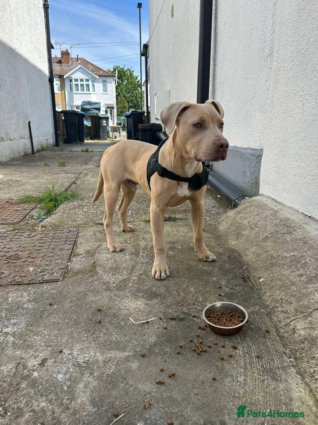 Mixed Breed dogs for sale: Pablo  in Enfield - Advert 2
