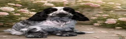Cocker Spaniel dogs for sale: Very Handsome Blue Roan Cocker Spaniel Male Puppy - Advert 1