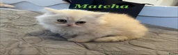 Persian cats for sale: *Last 2* Reduced Beautiful Persian Exotic Kitten - Advert 12