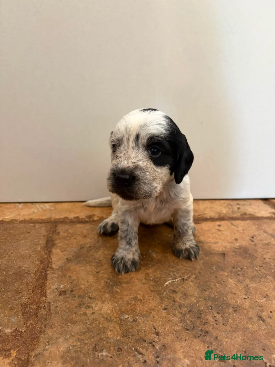 Sprocker dogs for sale: 4 sprocker puppies for sale  in Tiverton - Advert 2