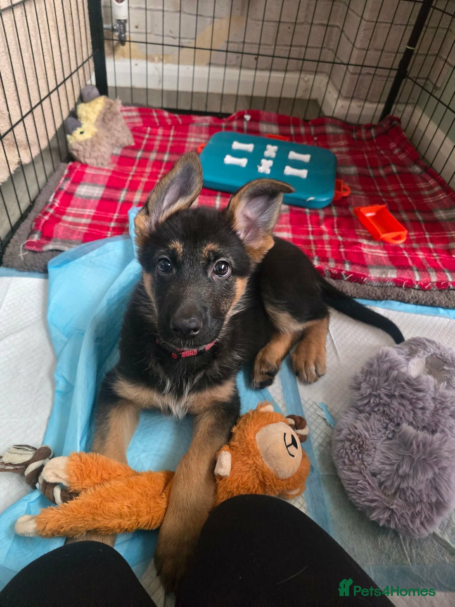 Mixed Breed dogs Belgian malinois x German Shepherd puppies  - Advert 2