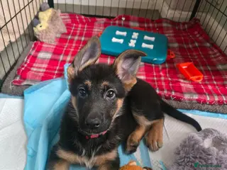 Mixed Breed dogs Belgian malinois x German Shepherd puppies - Advert 2
