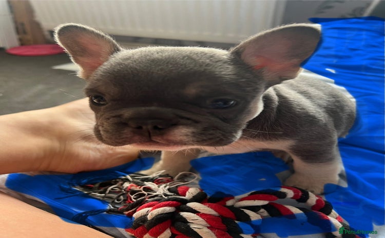 French Bulldog dogs - Advert 2
