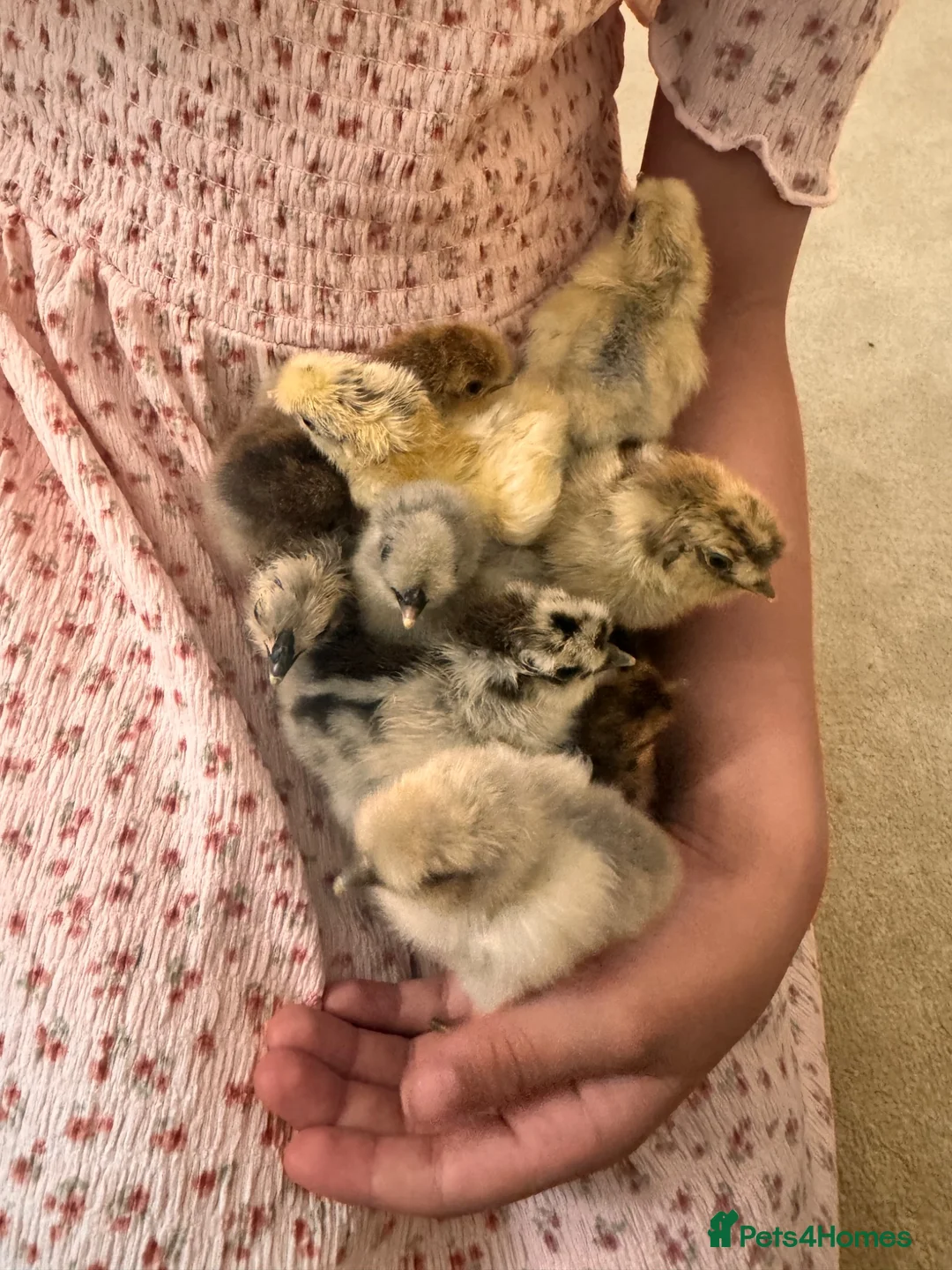 Chickens poultry for sale: Day old Silkie chicks in ELY - Advert 4