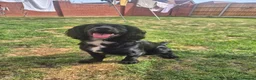 Cocker Spaniel dogs for sale: 🐾 8 Beautiful Working Cocker Spaniel Puppies 🐾 - Advert 3