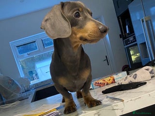 Miniature Dachshund dogs 🐾HUGO THE BOSS (KC REG & PRA CLEAR) PROVEN STUD🐾 in Manchester - Advert 5