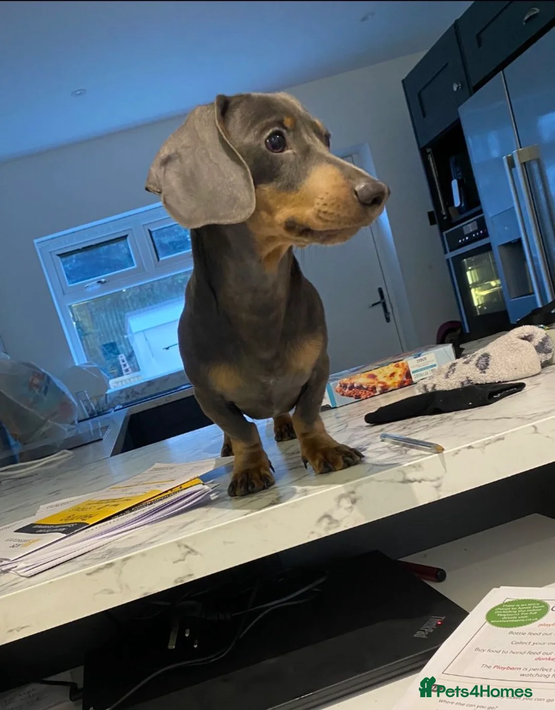 Miniature Dachshund dogs for stud: 🐾HUGO THE BOSS (KC REG & PRA CLEAR) PROVEN STUD🐾 in Manchester - Advert 1