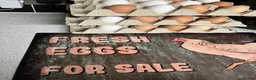 Chickens poultry for sale: Hybrid hatching eggs in Market Drayton - Advert 4