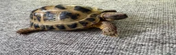 Tortoise reptiles for sale: Female horsefield tortoise in Sherborne - Advert 6