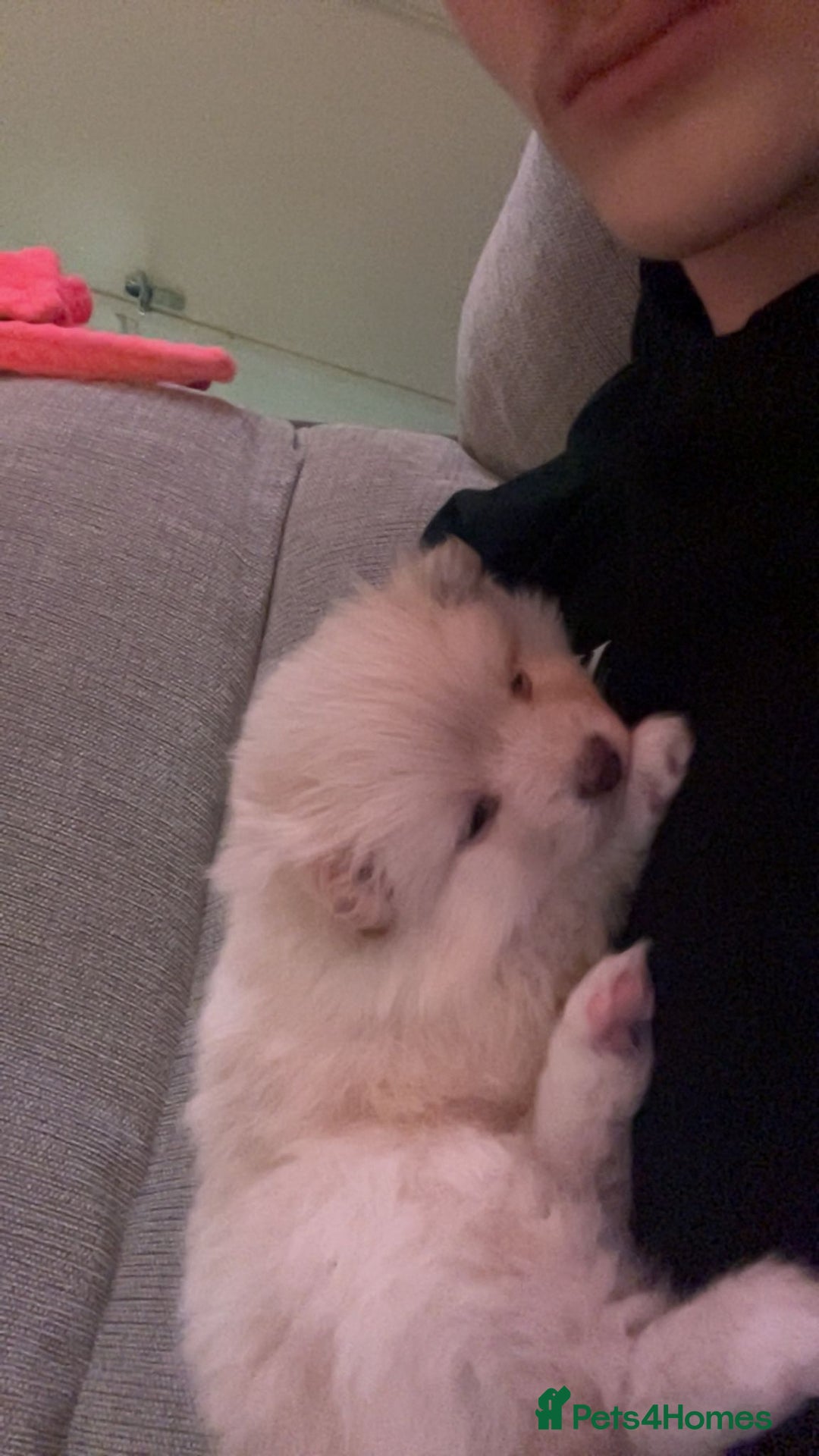 Pomeranian dogs for sale: Pomeranian Puppy For Sale - Advert 6