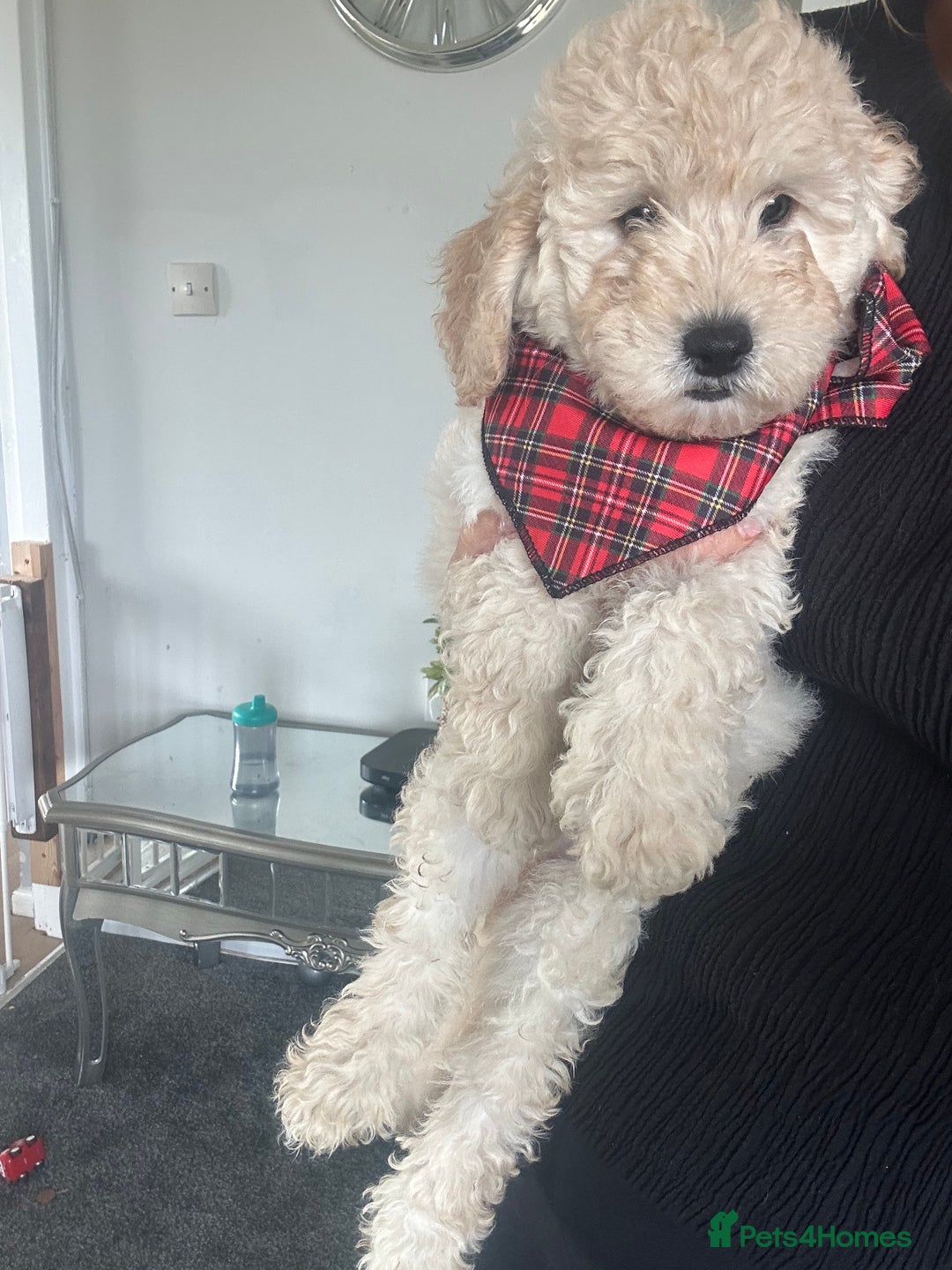 Cockapoo dogs for sale: F1B cockapoos ready for homes now  - Image 7
