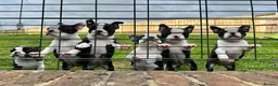 Boston Terrier dogs for sale: Exceptional puppies. Extensively tested parents.   - Advert 19
