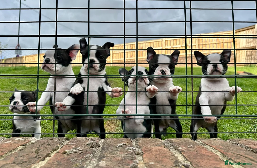 Boston Terrier dogs for sale: Exceptional puppies. Extensively tested parents.   - Advert 19