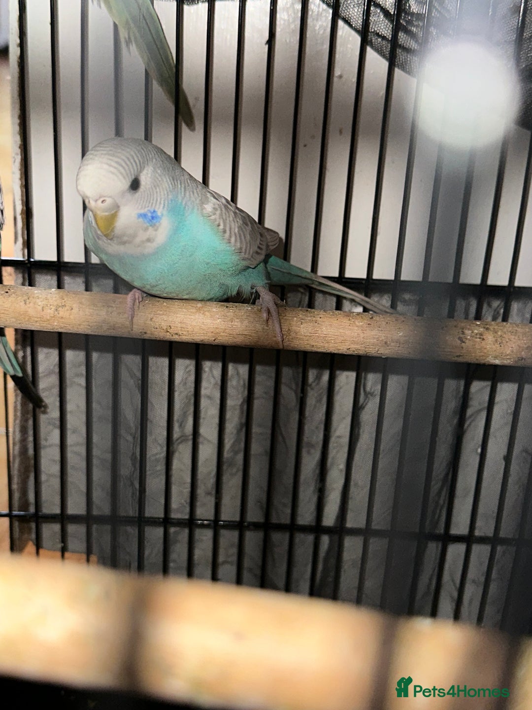 Budgerigars birds for sale:  Budgies for sale - Advert 5