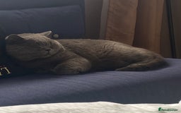 British Shorthair cats for sale: British blue BSH  - Image 15