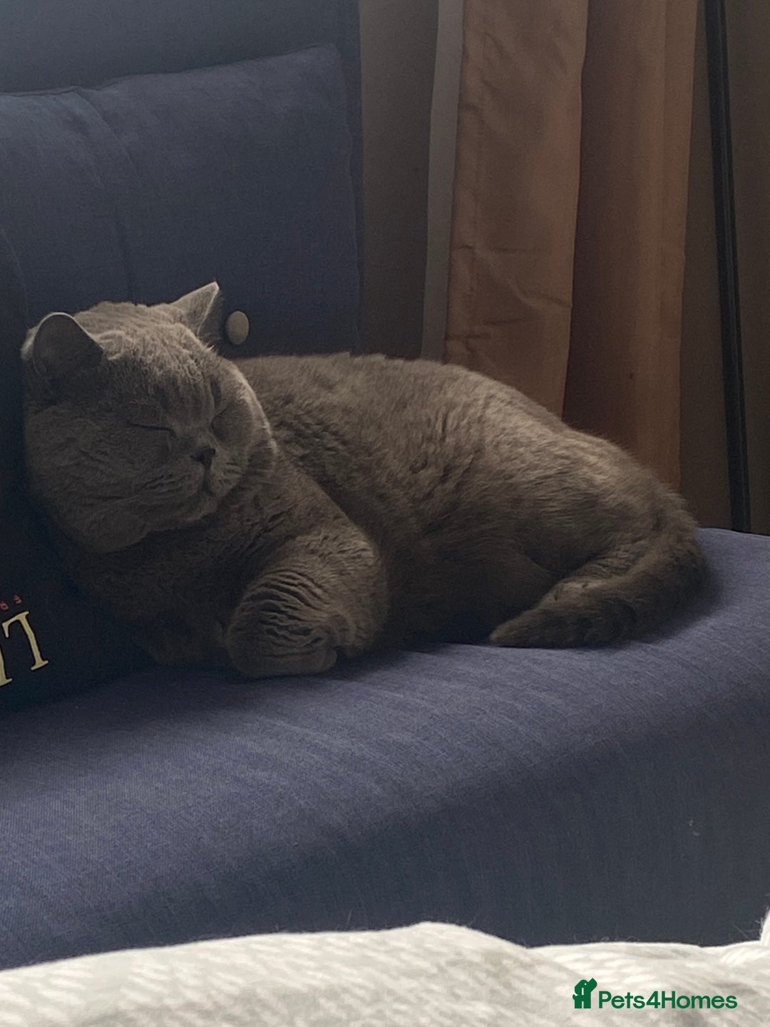 British Shorthair cats for sale: British blue BSH  - Image 15