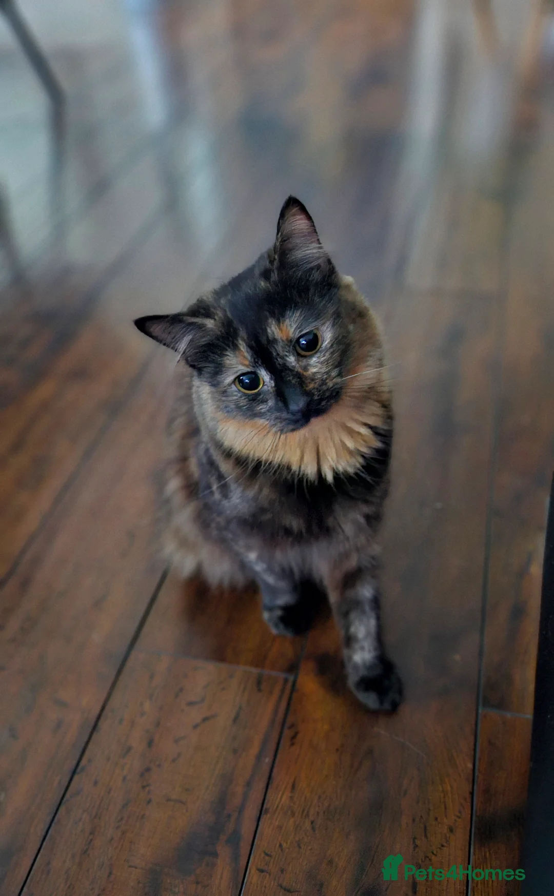 Maine Coon cats for sale: NALA  - Advert 10