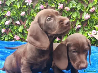 Miniature Dachshund dogs PIN WIRE MINIS KC REG PRA LAFORA CLR - Advert 4