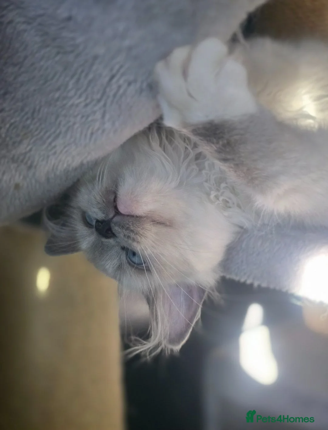 Ragdoll cats for sale: 💖 Beautiful TICA-Registered Blue Mitted Girl 💖 - Advert 2