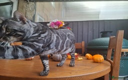 Bengal cats for stud: OUTSTANDING SILVER CHARCOAL BENGAL STUD - Image 23