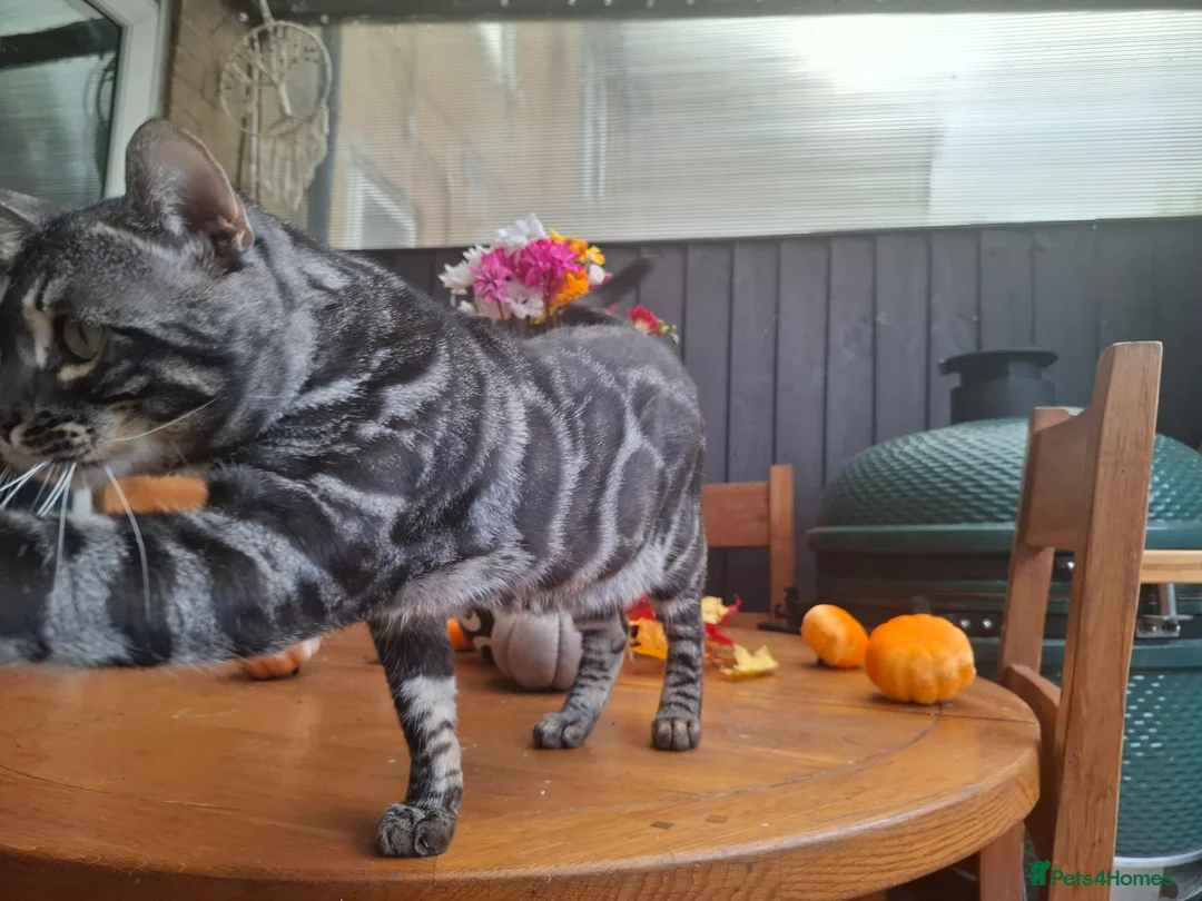 Bengal cats for stud: OUTSTANDING SILVER CHARCOAL BENGAL STUD - Advert 24