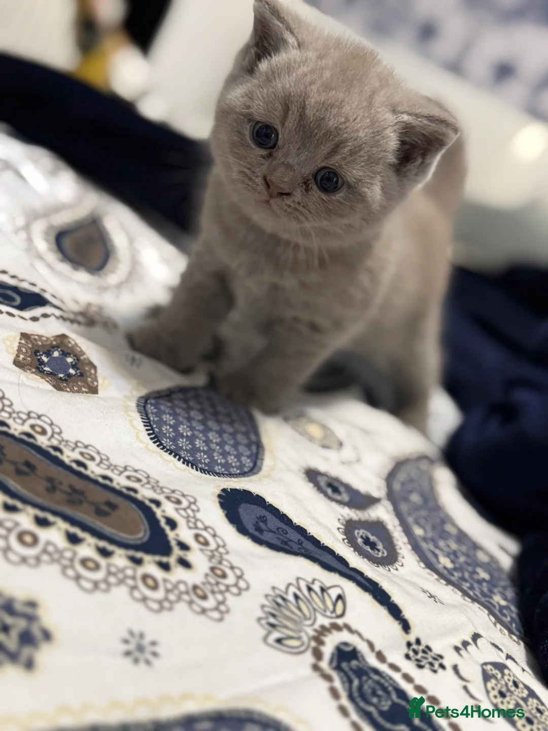 British Shorthair cats for sale: British shorthair snd scottish fold  - Advert 14