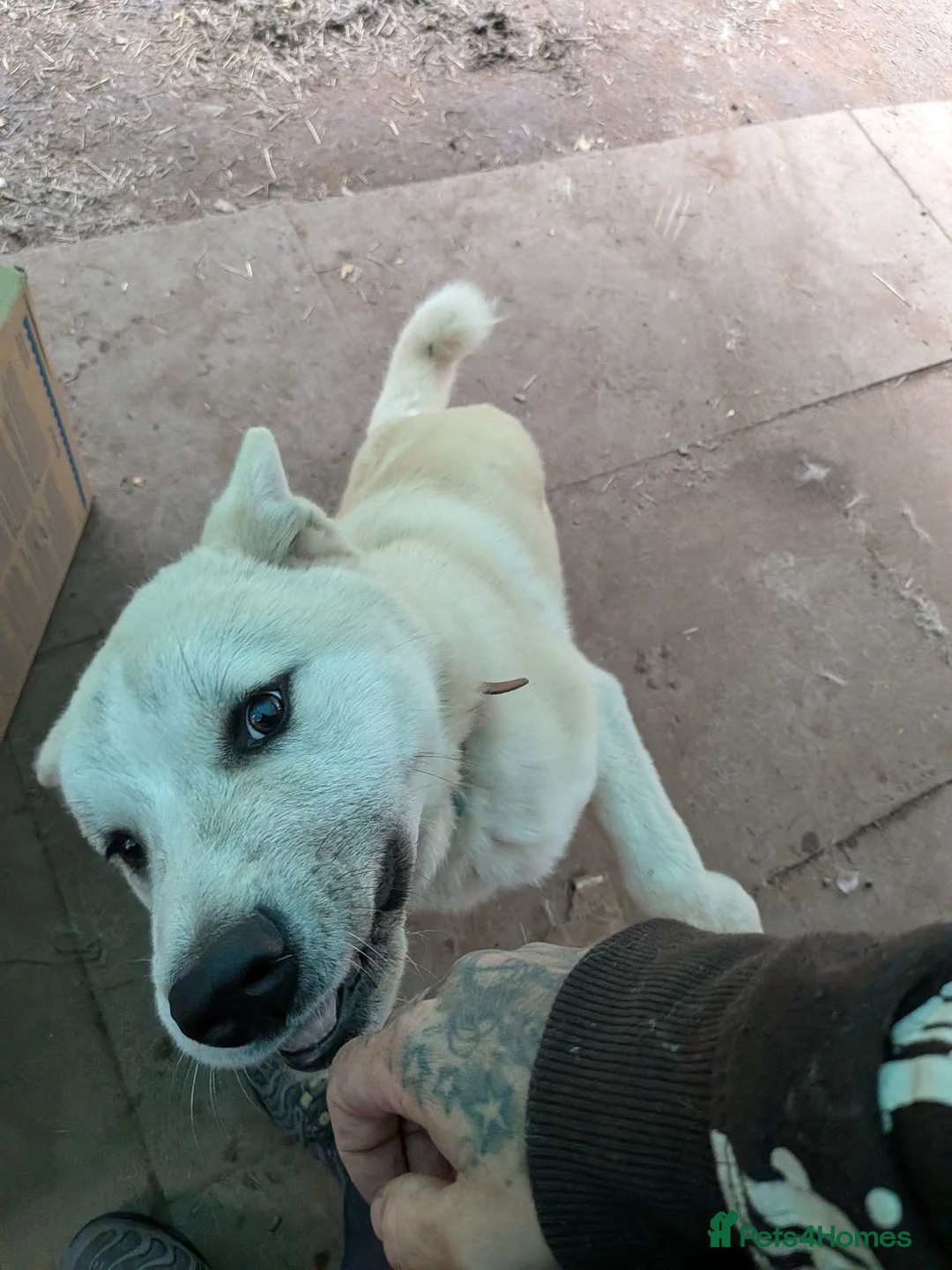 Akita dogs for sale: Akita for sale asap in Wolverhampton - Advert 2
