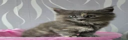 Maine Coon cats for sale: Kitten  - Advert 3
