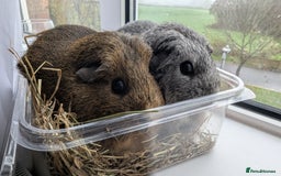 Guinea Pig rodents for sale: 2 girl guinea pig  - Advert 2
