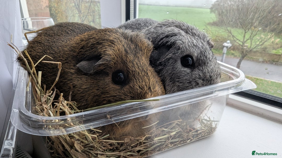 Guinea Pig rodents for sale: 2 girl guinea pig  - Advert 2