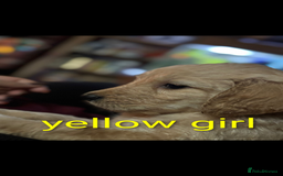 Goldendoodle dogs for sale: So cute standard golden doodles  - Image 5