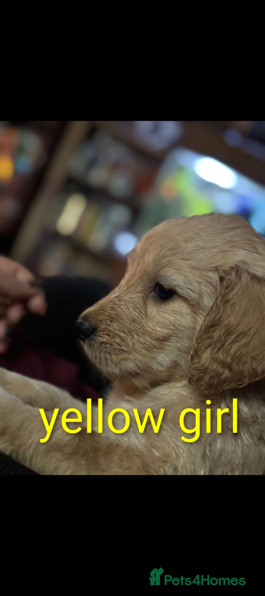 Goldendoodle dogs for sale: So cute standard golden doodles  - Image 5
