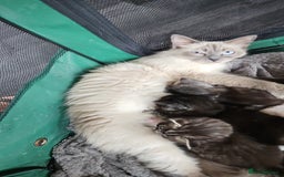 Mixed Breed cats for sale: Ragdoll x scottish fold kittens. Long haired - Image 9