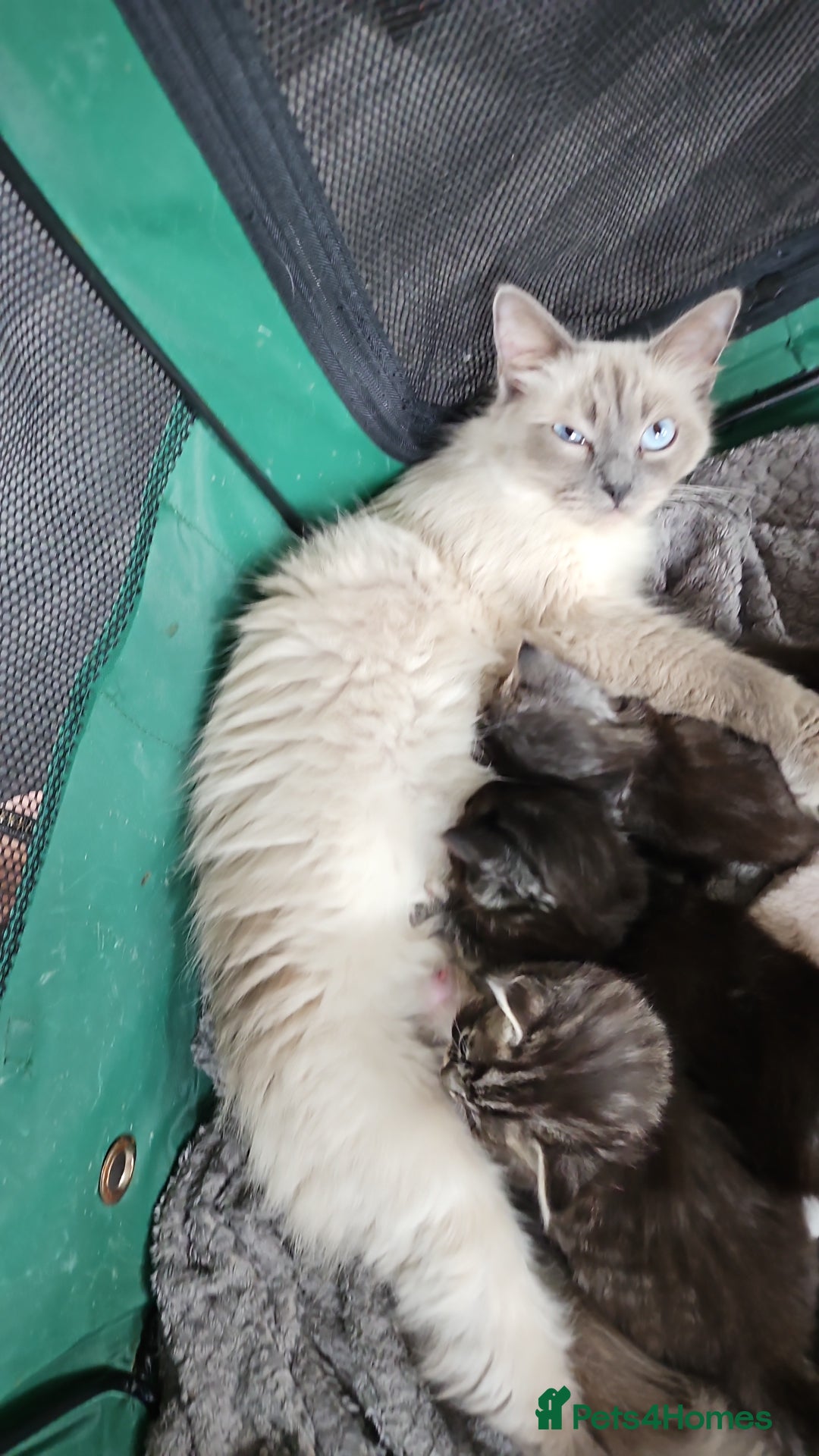 Mixed Breed cats for sale: Ragdoll x scottish fold kittens. Long haired - Image 9