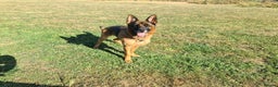 German Shepherd dogs for sale: German Shepherd  - Advert 2