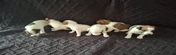Parson Russell dogs for sale: 6 Parson Russell Terrier Pups for sale - Advert 3