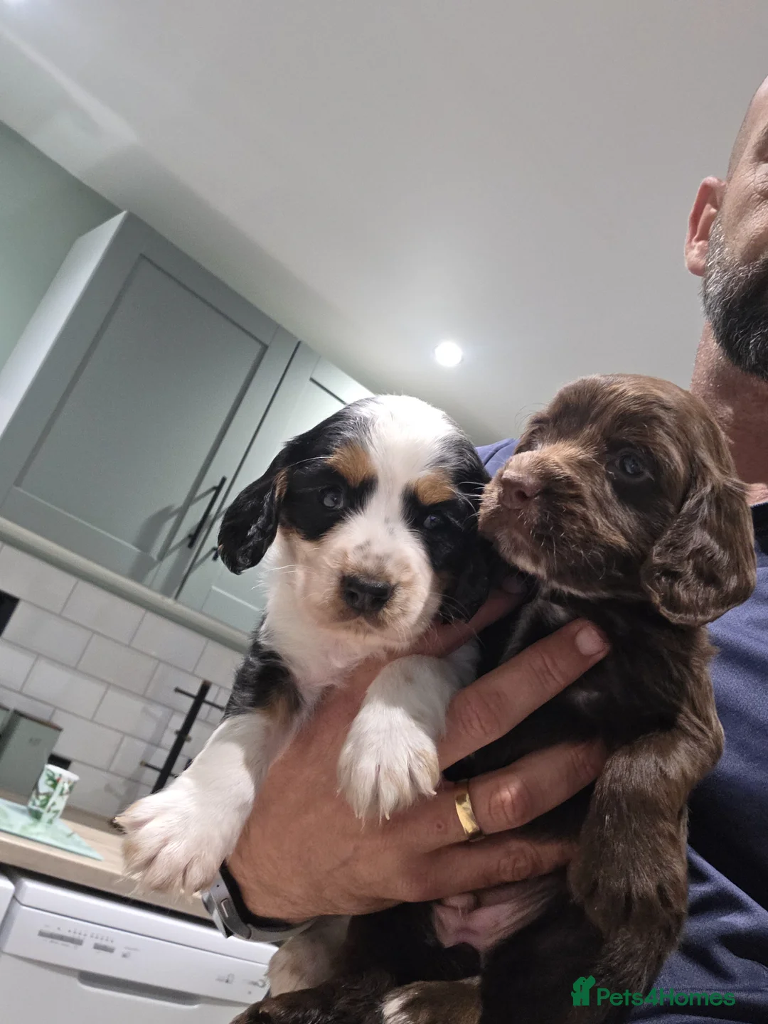 Cocker Spaniel dogs for sale: 2 x Stunning cockers  - Advert 1