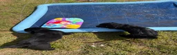 Mixed Breed dogs for sale: Stunning litter Flat coat x golden retriever  in Telford - Advert 18
