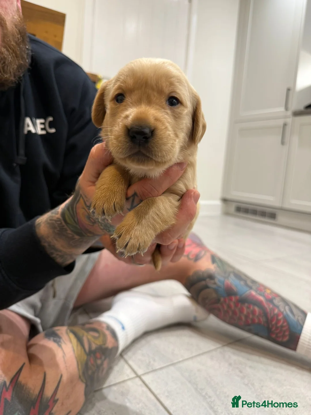 Goldador dogs for sale: Exceptional Goldadoor puppies! - Advert 19