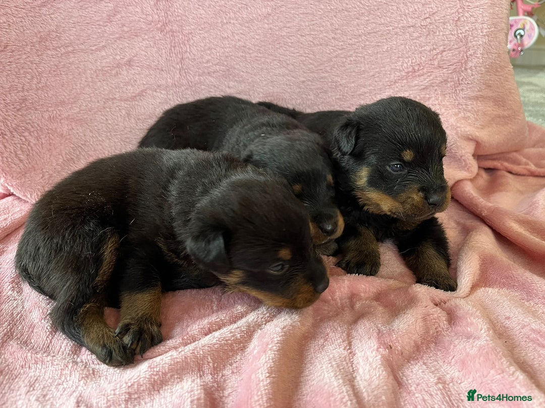 Rottweiler dogs for sale: 🤎🖤🦍 KC REGISTERED 5 ⭐️ BREEDER - Advert 14