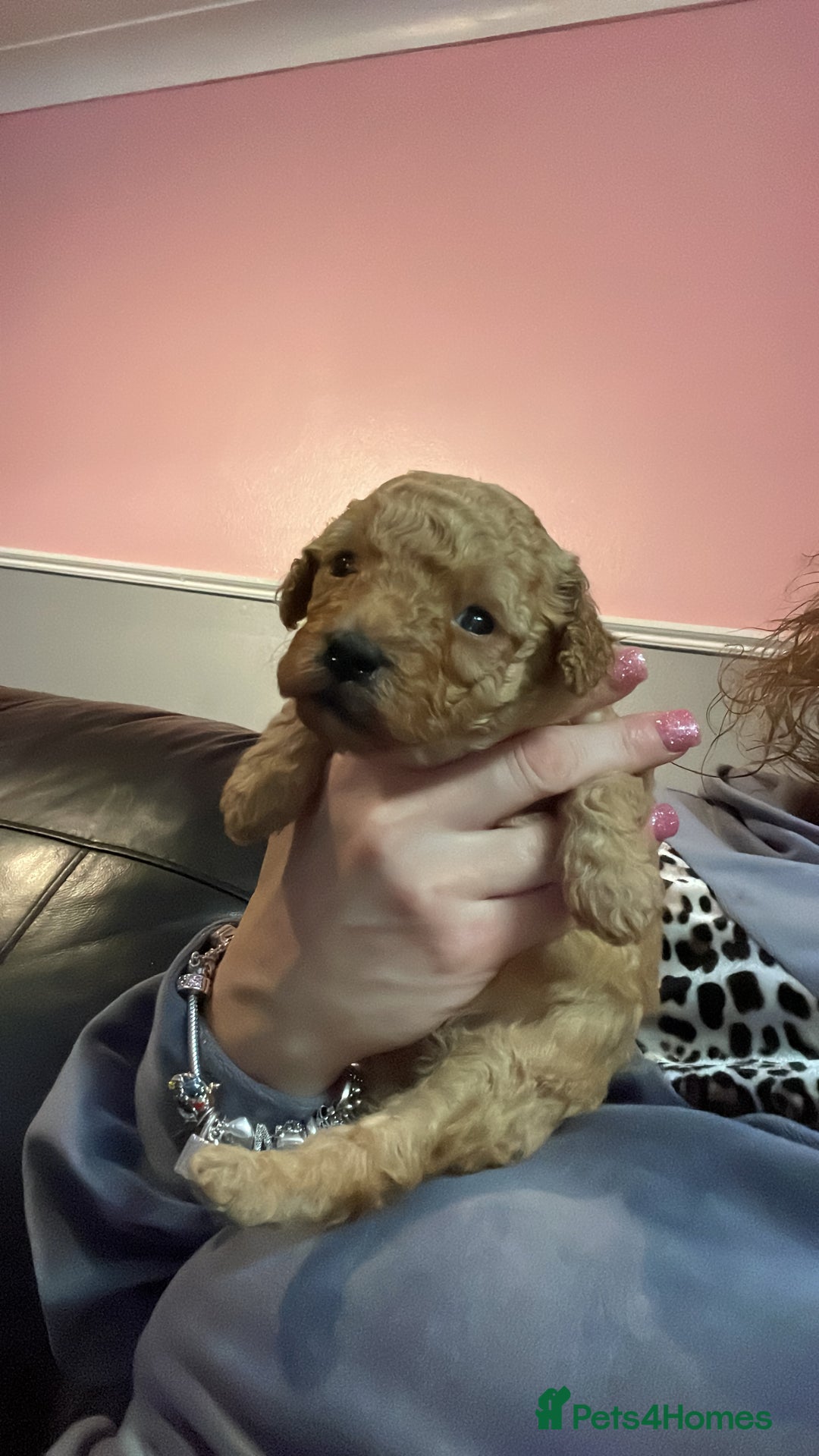 Toy Poodle dogs for sale: Stunning toy poodle puppies - Advert 7