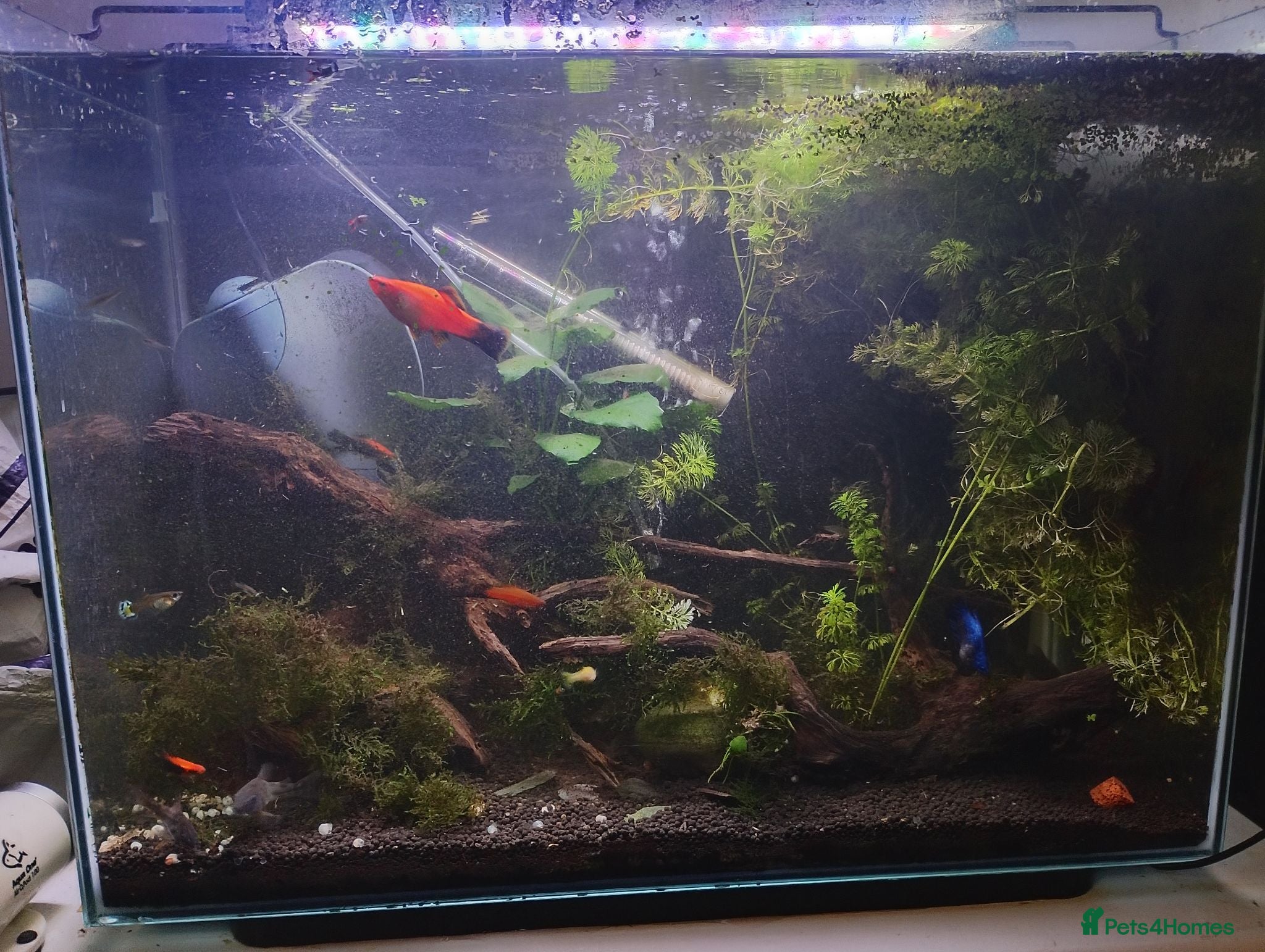 Other/Mixed Breed fish Entire established tank with everything  - Advert 8